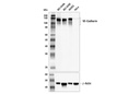 VE-Cadherin (E6N7A) Rabbit mAb