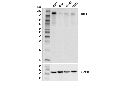 IRS-1 (D5T8J) Rabbit mAb