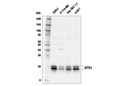 GPX4 Antibody
