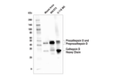 Cathepsin D (E179) Antibody