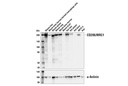 CD206/MRC1 (E6T5J) XP Rabbit mAb